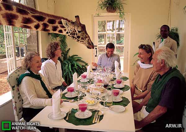 Animal-Rights-Watch-ARW-2943