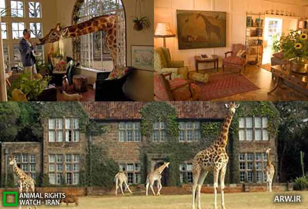 Animal-Rights-Watch-ARW-2945 هتل زرافه نایروبی