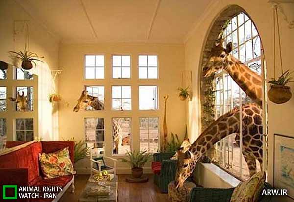 Animal-Rights-Watch-ARW-2946 هتل زرافه نایروبی
