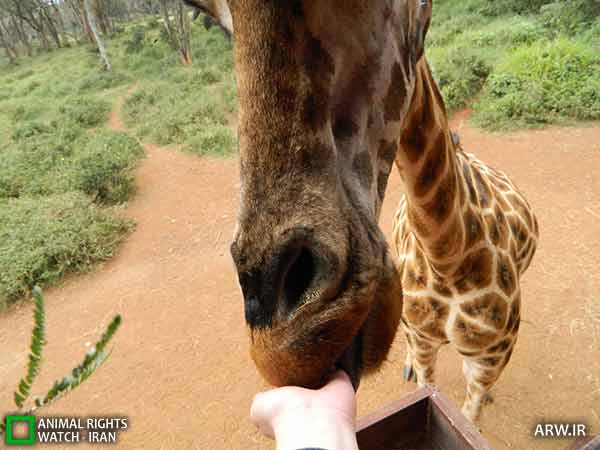 Animal-Rights-Watch-ARW-2947 هتل زرافه نایروبی