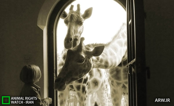 Animal-Rights-Watch-ARW-2948 هتل زرافه نایروبی