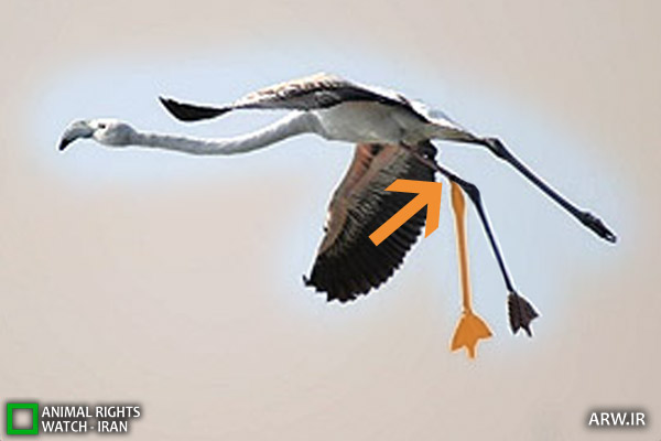پای شکسته فلامینگو میانکاله