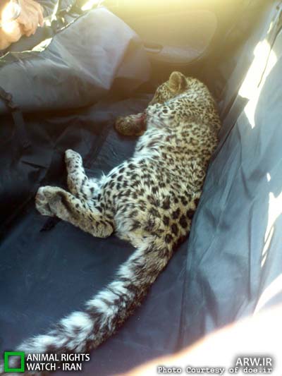 Animal-Rights-Watch-ARW-3183
