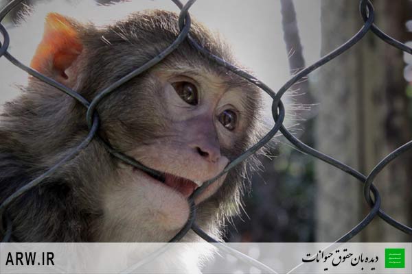 باغ وحش