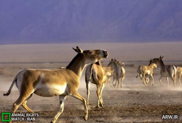 گور ایرانی