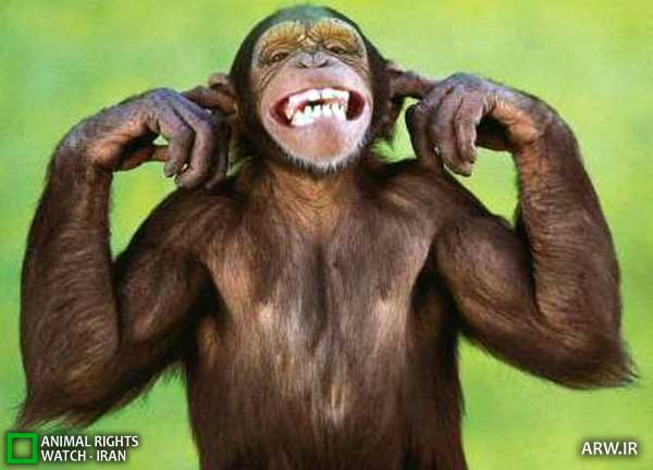 Animal-Rights-Watch-ARW-3264