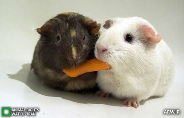 Animal-Rights-Watch-ARW-3265