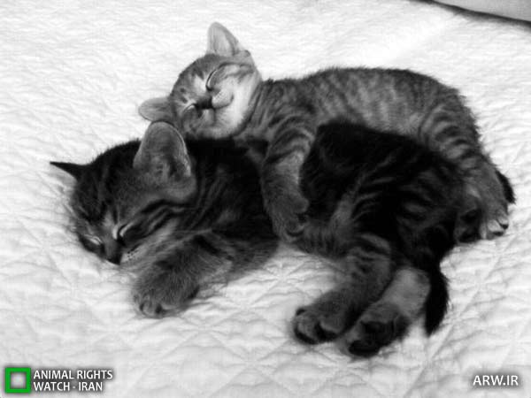 Animal-Rights-Watch-ARW-3266