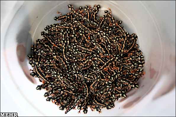 فروش سمندر لرستانی
