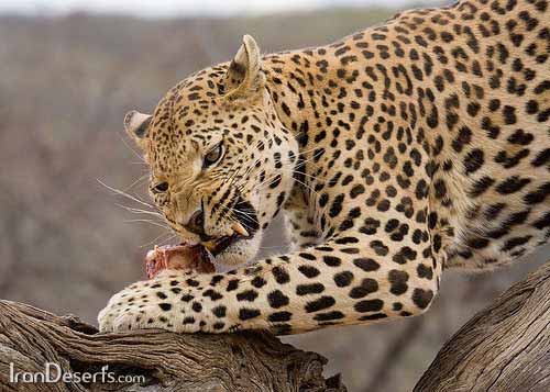 Animal-Rights-Watch-ARW-3299 قلمرو طلبی پلنگ