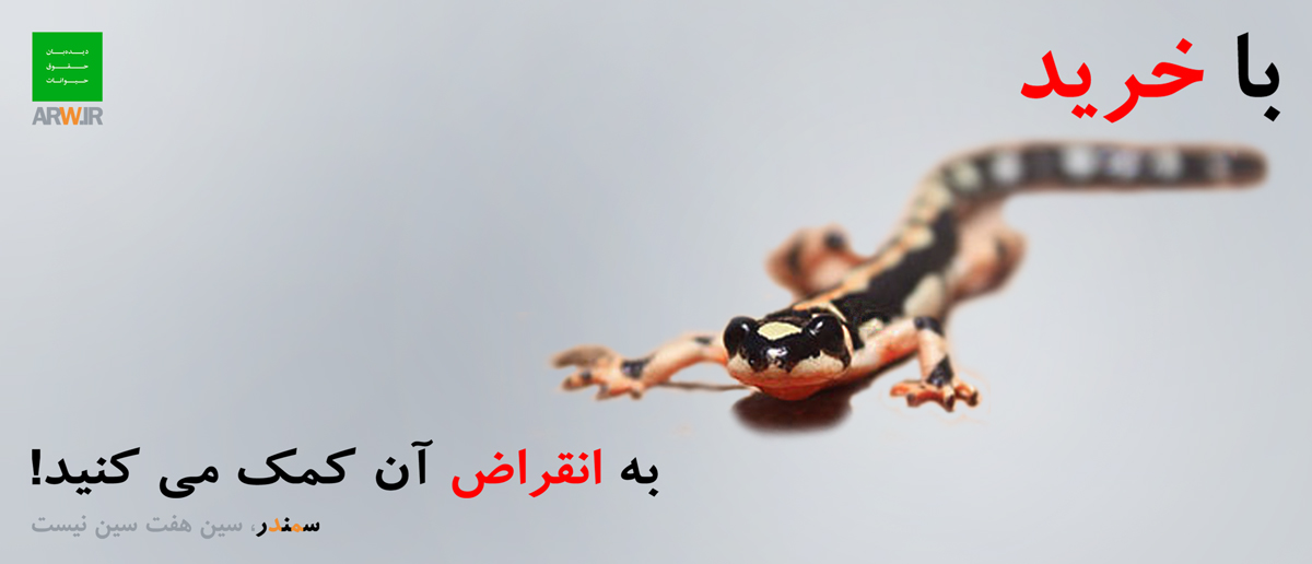 سمندر لرستانی