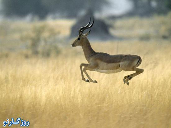 Animal-Rights-Watch-ARW-3336