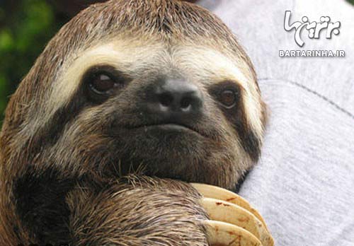 تنبل درختی Sloth