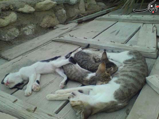 خواب خانوادگي گربه ها