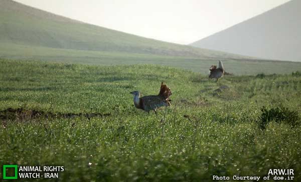میش مرغ
