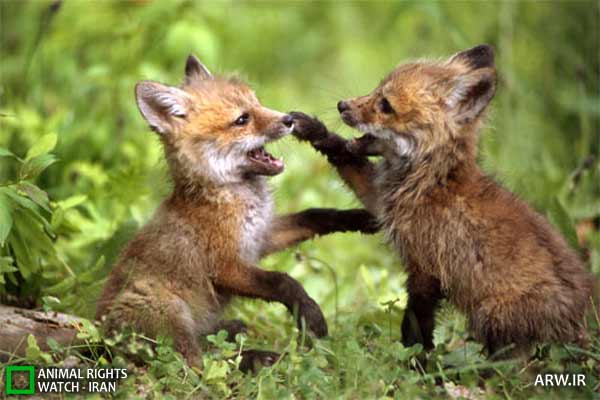 Animal-Rights-Watch-ARW-3481 بچه روباه