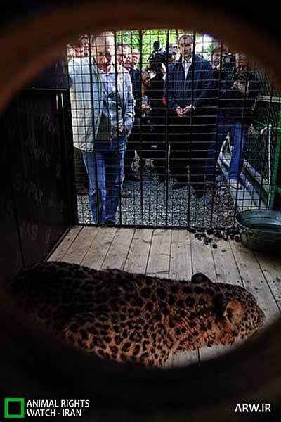 Animal-Rights-Watch-ARW-3482 ملاقات ولادیمیر پوتین با پلنگ ایرانی در روسیه