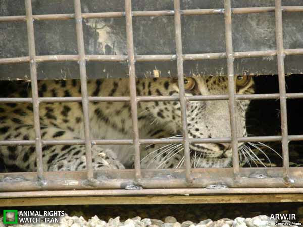 Animal-Rights-Watch-ARW-3483 پلنگ ایرانی در روسیه
