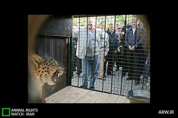 Animal-Rights-Watch-ARW-3484 ملاقات ولادیمیر پوتین با پلنگ ایرانی در روسیه