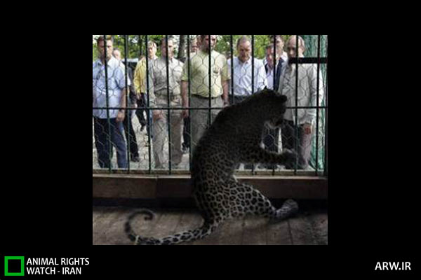 Animal-Rights-Watch-ARW-3485 ملاقات ولادیمیر پوتین با پلنگ ایرانی در روسیه