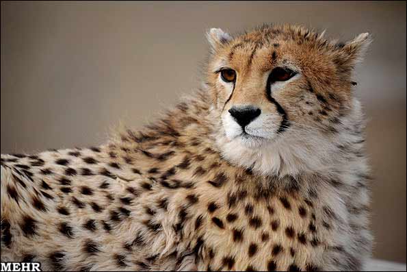Animal-Rights-Watch-ARW-3623 یوزپلنگ راور