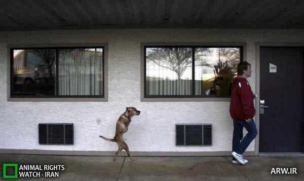 http://arw.ir/wp-content/uploads/2012/05/Animal-Rights-Watch-ARW-3756.jpg