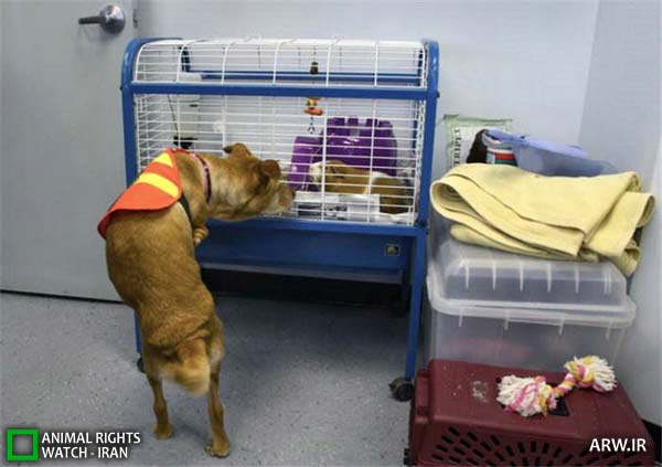 http://arw.ir/wp-content/uploads/2012/05/Animal-Rights-Watch-ARW-3758.jpg