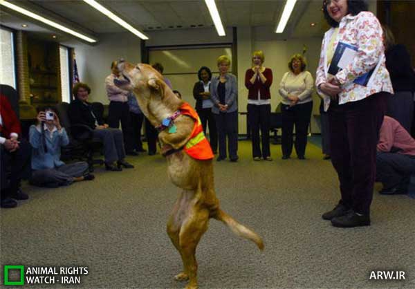 http://arw.ir/wp-content/uploads/2012/05/Animal-Rights-Watch-ARW-3760.jpg