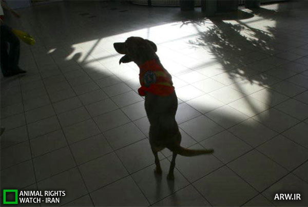 http://arw.ir/wp-content/uploads/2012/05/Animal-Rights-Watch-ARW-3761.jpg