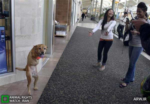 http://arw.ir/wp-content/uploads/2012/05/Animal-Rights-Watch-ARW-3763.jpg