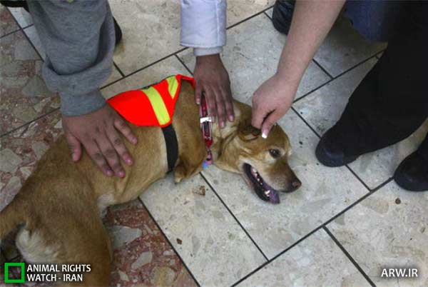 http://arw.ir/wp-content/uploads/2012/05/Animal-Rights-Watch-ARW-3764.jpg