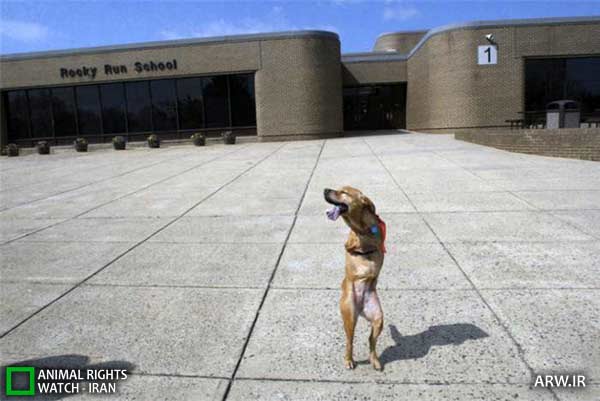 http://arw.ir/wp-content/uploads/2012/05/Animal-Rights-Watch-ARW-3765.jpg