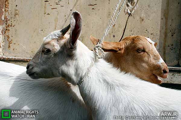 http://arw.ir/wp-content/uploads/2012/05/Animal-Rights-Watch-ARW-3799.jpg