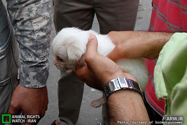 http://arw.ir/wp-content/uploads/2012/05/Animal-Rights-Watch-ARW-3801.jpg
