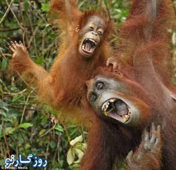 خنده حیوانات