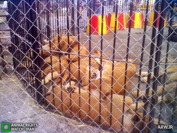 Animal-Rights-Watch-ARW-3825