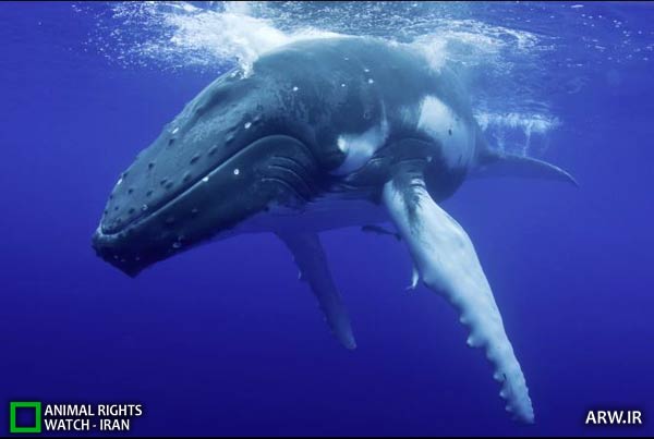 Animal-Rights-Watch-ARW-2916 نهنگ