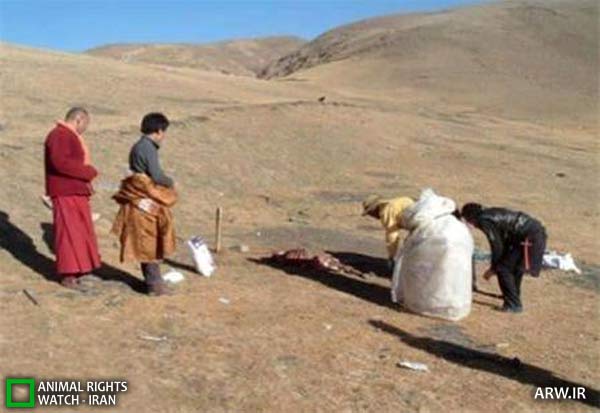خوردن جسد آدم توسط پرنده ها در تبت