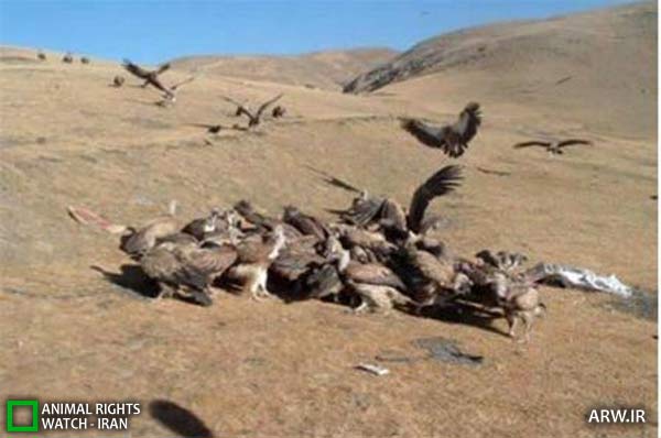 خوردن جسد آدم توسط پرنده ها در تبت