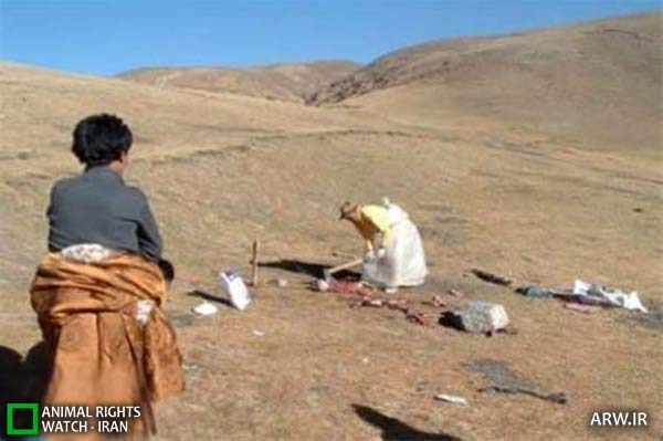 خوردن جسد آدم توسط پرنده ها در تبت