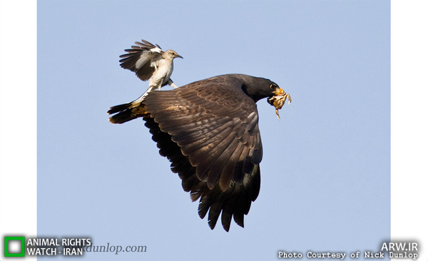 http://arw.ir/wp-content/uploads/2012/06/Animal-Rights-Watch-ARW-3952.jpg