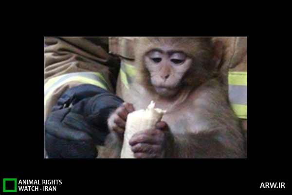Animal-Rights-Watch-ARW-3966