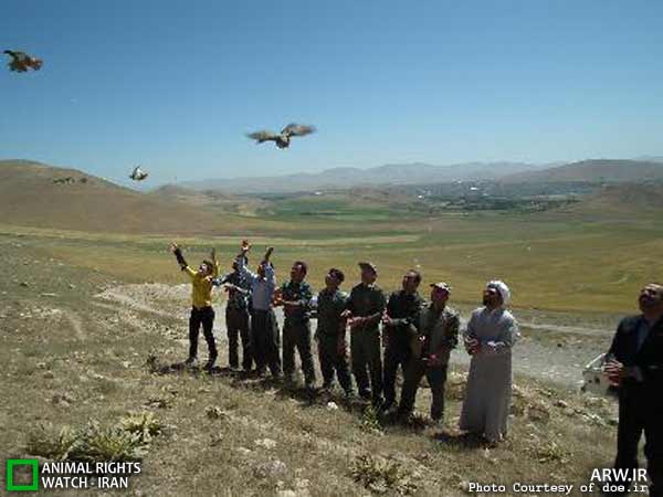 رهاسازی کبک