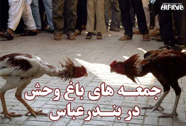 جنگ خروس بازار کارگزاری بندرعباس
