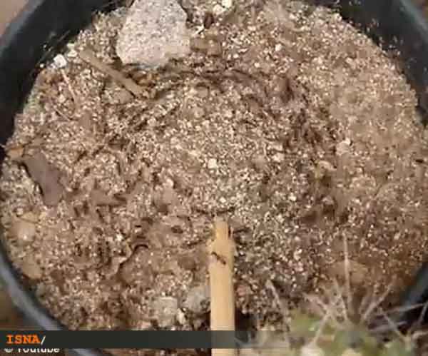 خودکشی مورچه ها