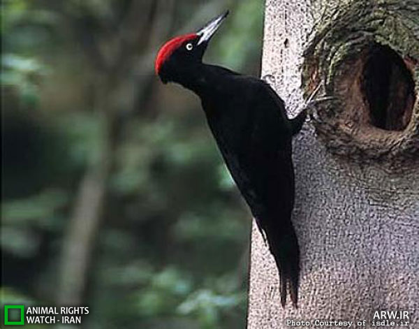Animal-Rights-Watch--ARW-1-718