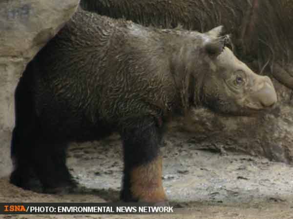Animal-Rights-Watch-ARW-4188 بچه کرگدن