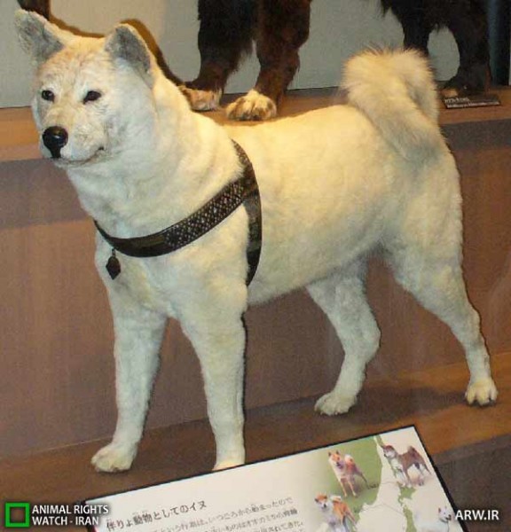 http://arw.ir/wp-content/uploads/2012/07/Animal-Rights-Watch-ARW-4266-576x600.jpg