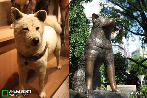 http://arw.ir/wp-content/uploads/2012/07/Animal-Rights-Watch-ARW-4267.jpg