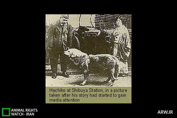 http://arw.ir/wp-content/uploads/2012/07/Animal-Rights-Watch-ARW-4271.jpg